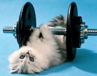 Kitty gym