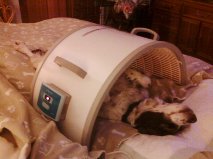 pet cancer infrared sauna