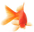 chi machine goldfish